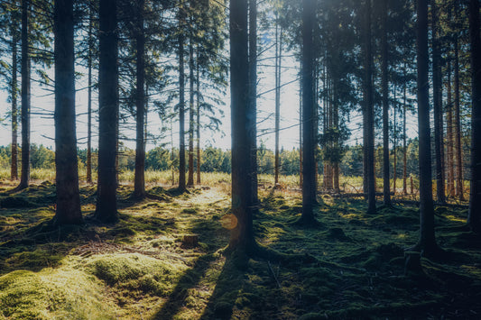 How to Get Natural Energy Throughout the Day Without Crashing | VYTRA